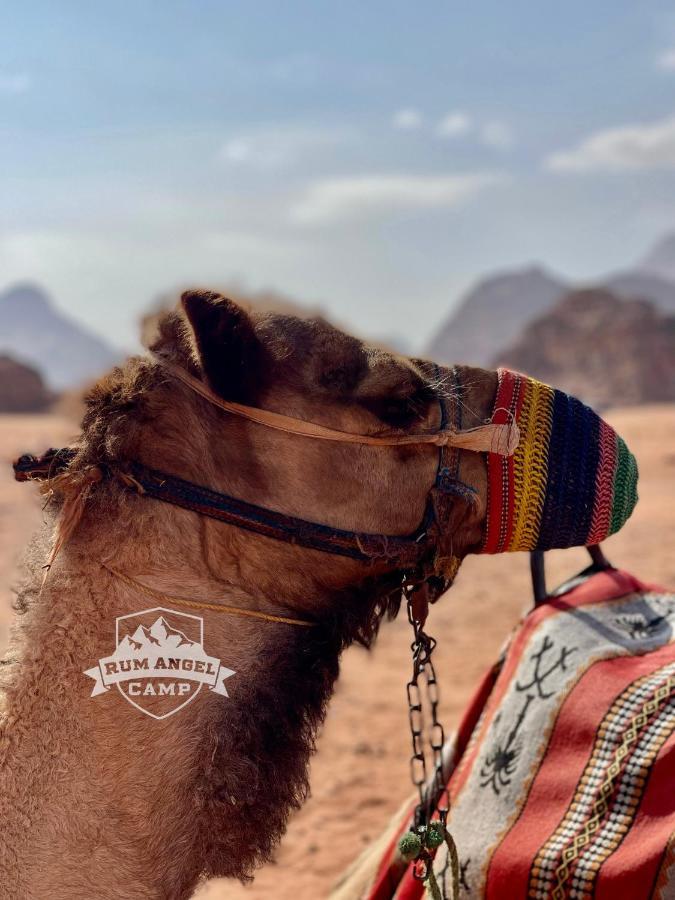 Rum Angel Camp Wadi Rum Exterior foto
